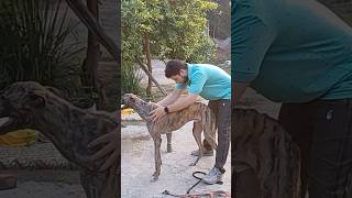 Hira greyhound dog 👌❤️🔥greyhound hira dog shorts shortvideo viralshort [upl. by Laureen]