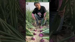 omg china ka real onion  facts ytshorts shorts viral 🧅🧅 [upl. by Anaila4]