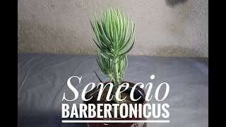 SENECIO BARBERTONICUS🌿Transplantecuidados y reproducción seneciobarbertonicus suculenta senecio [upl. by Durand]