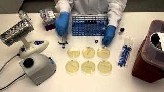 How to Perform Serial Dilutions in Microbiology [upl. by Latin]