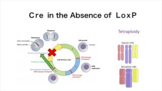 The CreLoxP System and SCRaMbLE [upl. by Asital]