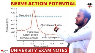 Propagation of Action Potential [upl. by Elinor938]