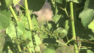 Learn Growing Cycle Pinot Noir Small Winery Napa Valley [upl. by Yffub]