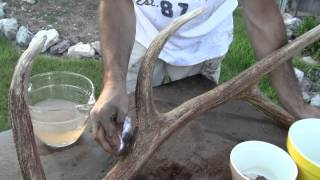 Coloring Shed Antlers using Wild Antler Magic WAM with Tines Up [upl. by Satsoc]