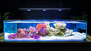 4 EASY Tank Setups for a 20Gallon Aquarium [upl. by Nomled502]