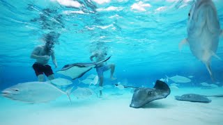 STINGRAY CITY  CAYMAN ISLANDS MOST POPULAR ATTRACTION [upl. by Aitan]