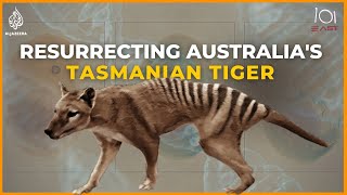 Back to life Inside the ambitious project to resurrect Australia’s Tasmanian tiger  101 East [upl. by Benioff]