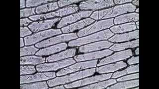 Onion Skin Epidermal Cells How to Prepare a Wet Mount Microscope Slide [upl. by Annahsohs]