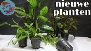 Wat doe ik met NIEUWE aquariumplanten Nickey [upl. by Adliw]