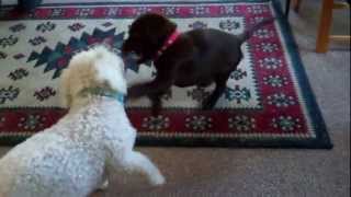 Roxys Lost Puppy Footage [upl. by Katharina]