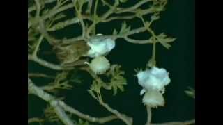 pollination of baobab flowers by bats [upl. by Ingrid]