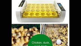 24 Eggs Incubator Unboxing Hatching All Eggs UrduHindi [upl. by Asek]