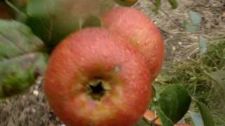 Apple Variety Orleans Reinette [upl. by Eliga]