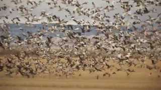 Duck and Goose Hunting by Cana Outdoors [upl. by Epuladaug]