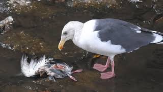 東京生き物図鑑 鳩を食べるカモメ [upl. by Argella]