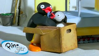 Pinga in a Box 🐧  Pingu  Official Channel  Cartoons For Kids [upl. by Kcinemod]