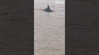 Rare DOLPHIN swimming in the River Thames spotted by stunned lifeboat crew [upl. by Pentha]