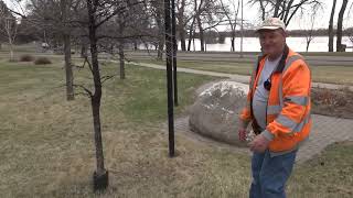 Plant Health Care Trees and Shelterbelts Episode 3 Deciduous Trees [upl. by Booze]