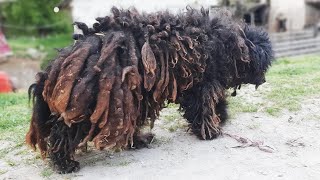 YOU WONT BELIEVE how this DOG looks after shaving all these dreadlocks [upl. by Asenej]