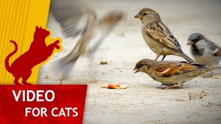 Movie for Cats  Feast of Sparrows Video for Cats to watch [upl. by Ainatnas]