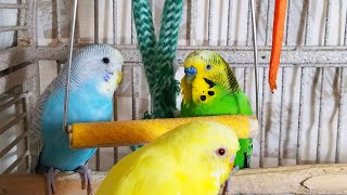 35 Hr Happy Parakeets Eating Singing Playing Budgies Chirping Reduce Stress of lonely Bird Videos [upl. by Leifeste]