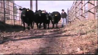 Stucky Ranch Annual Angus Production Sale March 10 2010 [upl. by Hussar]