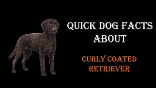 Quick Dog Facts About The Curly Coated Retriever [upl. by Tamer216]