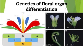 Genetics of Floral Organ Differentiation in Arabidopsis Thaliana  Antirrhinum and Petunia [upl. by Suzie600]