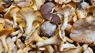 Cèpes et Girolles 2024 🤩 JOLIE pousse du 120624 [upl. by Aggie]