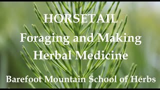 Horsetail  Identifying Foraging and Making Herbal Medicine [upl. by Akem]