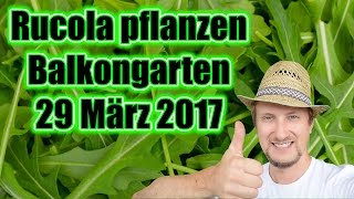 Rucola pflanzen anbauen ᑕ❶ᑐ Aussaat im Balkon Garten Hochbeet [upl. by Zacharias]