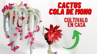 Cuidados y Reproduccion Del Cactus Cola De Mono Cleistocactus colademononis cactus [upl. by Ylrebmic165]