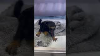 Adorable Creature  The Cutest Monkey Marmoset monkey [upl. by Jacoba]