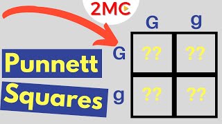 Punnett Square Basics  Mendelian Genetic Crosses [upl. by Narmi]