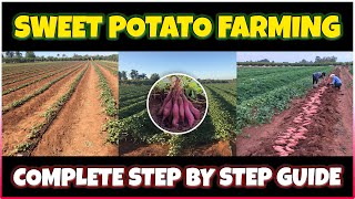 Sweet Potato Farming  How to grow Sweet Potato at Home  Sweet Potato Cultivation [upl. by Shandra]