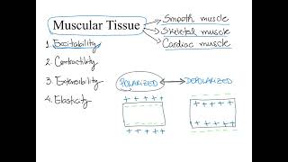 Dr Benaduce Muscular Tissue Properties Muscular tissue lecture [upl. by Bourgeois]