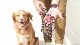 HOW TO PUT ON A STEP IN DOG HARNESS [upl. by Aihsenot]