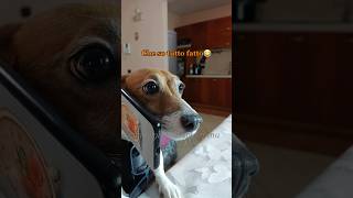 Fumagalli dal dietologo🧑🏻‍⚕️😎 merybijouesciarpina fumagalli jackrussell comedy [upl. by Wicks936]