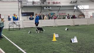 Rally obedience Nordic championship 2022 Vimma first round [upl. by Pierrette]