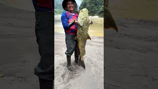 Pesca zungaro Morona Santiago Ecuador [upl. by Helbonnas867]