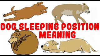 What Your Dogs Sleeping Position Reveals About Their Personality Health and Character [upl. by Suzi]