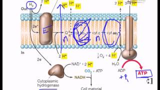 Electron flow in hydrogen oxydizing bacteria [upl. by Ackler]