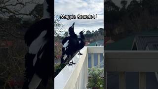 Magpie Call  Magpie Sounds  Magpie Song 🥰🎶🐦 magpie birdsounds shorts [upl. by Koblas]