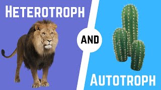 Autotrophs and Heterotrophs [upl. by Quenby]