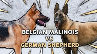 GERMAN SHEPHERD vs BELGIAN MALINOIS Whats The Best Family Guard Dog [upl. by Naam]