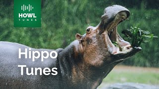 The Majestic Roars of the Hippopotamus A Sound Compilation [upl. by Antoine]