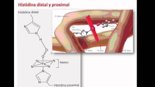 Origen y Estructura de la hemoglobina [upl. by Abijah167]