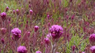 Preserving Beauty National Monuments efforts to protect and sustain the Carrizo Plain [upl. by Romaine410]