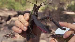 Cherubin  Redclaw Fishing Secret ► All 4 Adventure TV [upl. by Rattan]