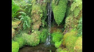 THE FERNERY GLASSHOUSE AT TATTON PARK [upl. by Yaf]